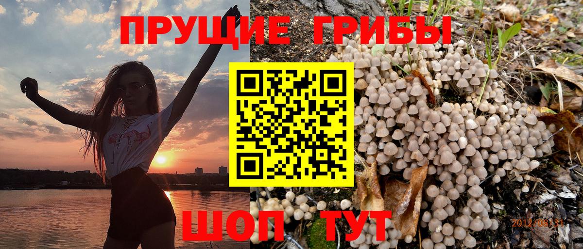 Псилоцибиновые грибы мицелий Новоалтайск